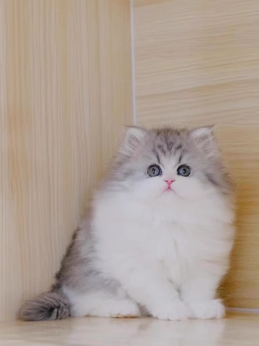 猫舍直销,批发价出售,米努特矮脚猫